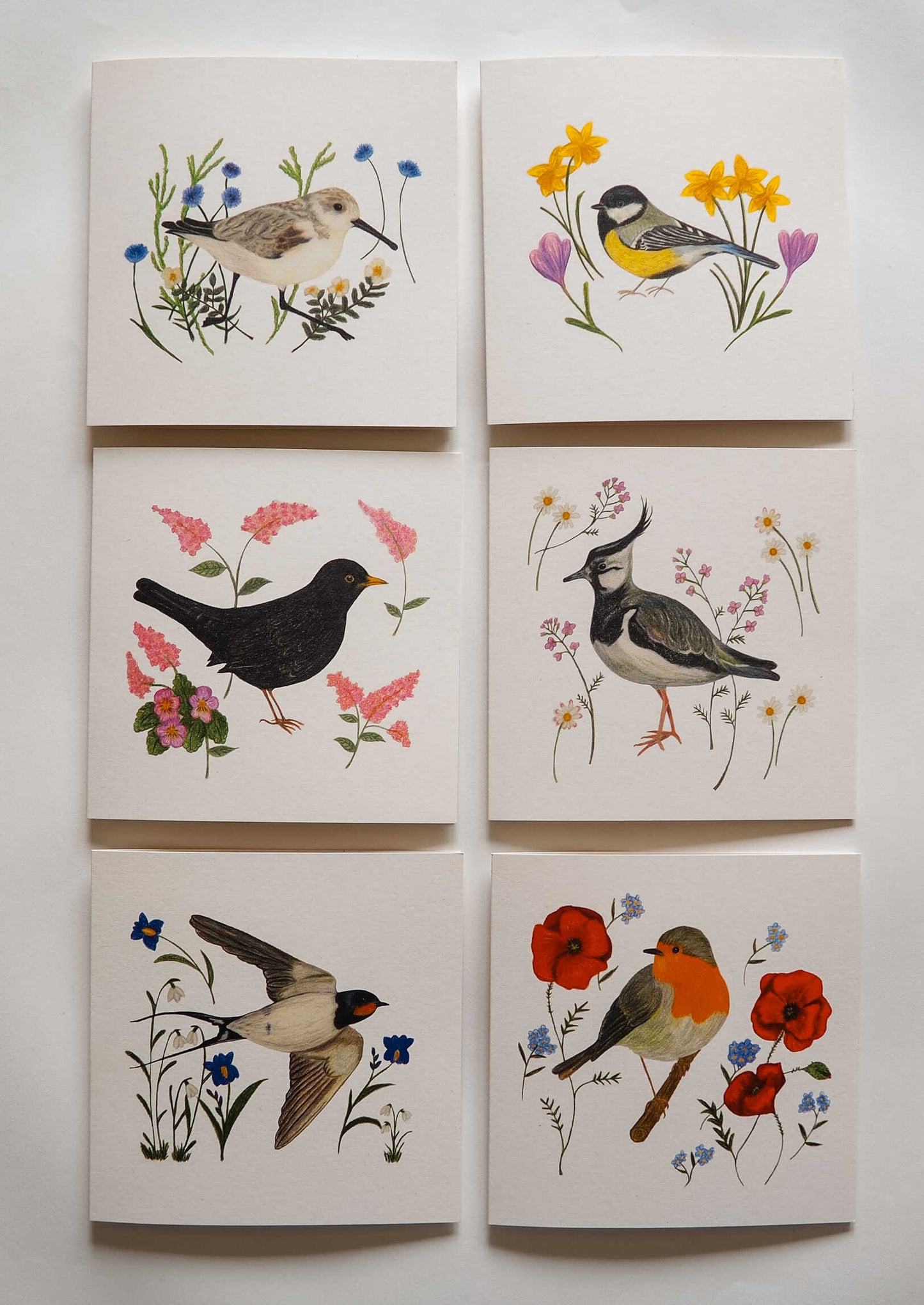 Vogelvriend | Roodborst