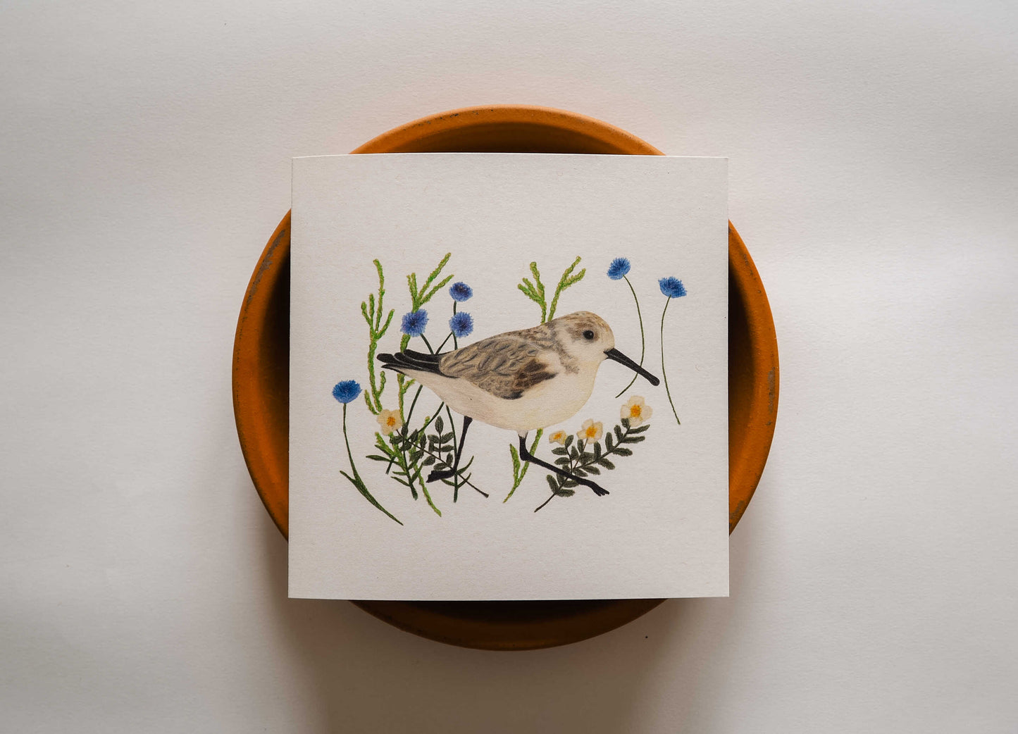 Vogelvriend | Strandloper