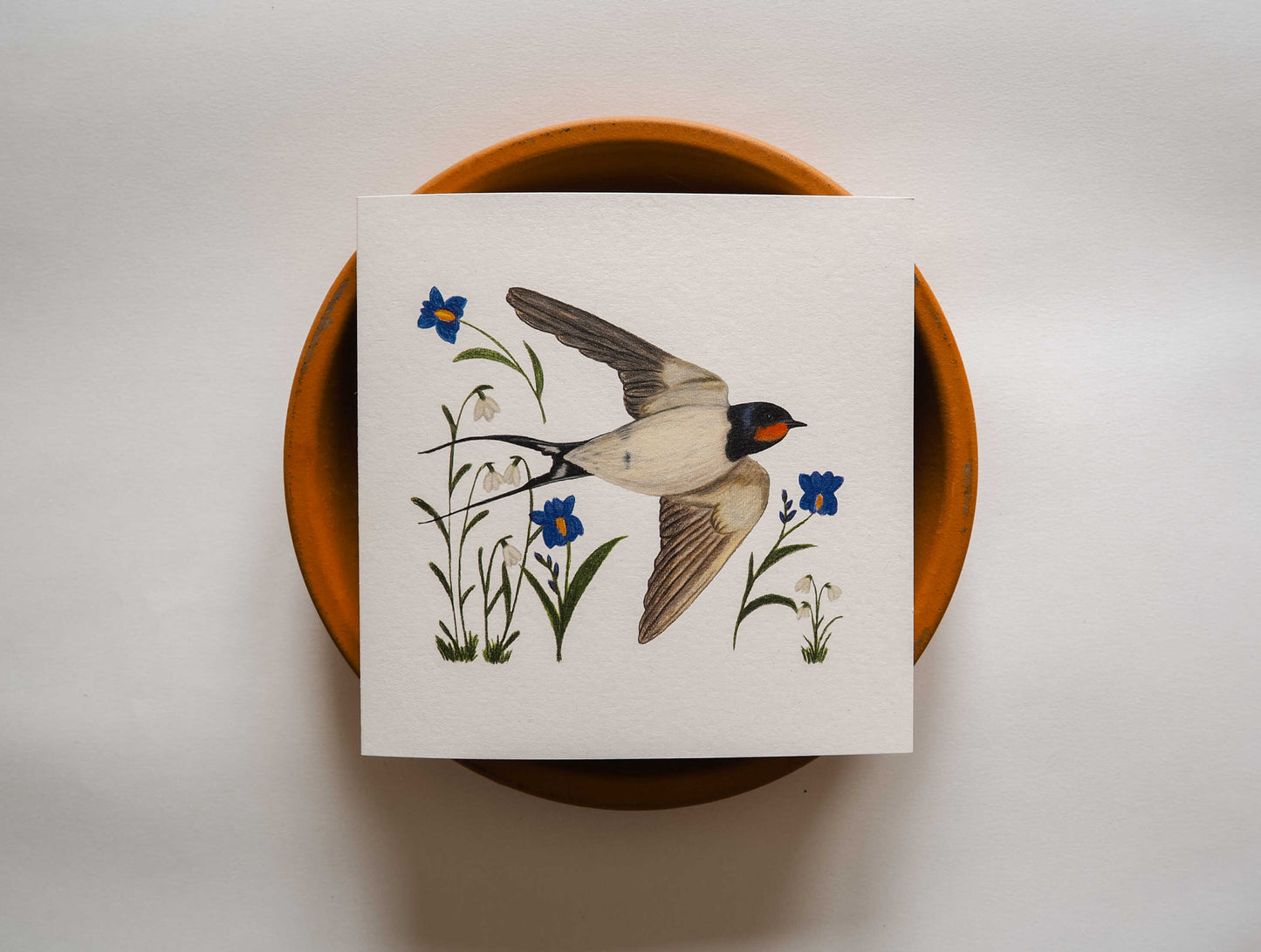 Vogelvriend | Zwaluw