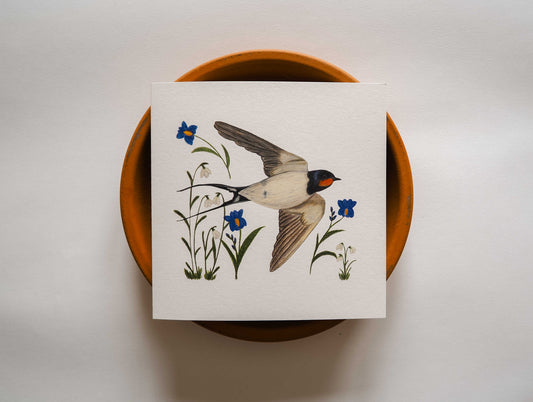 Vogelvriend | Zwaluw
