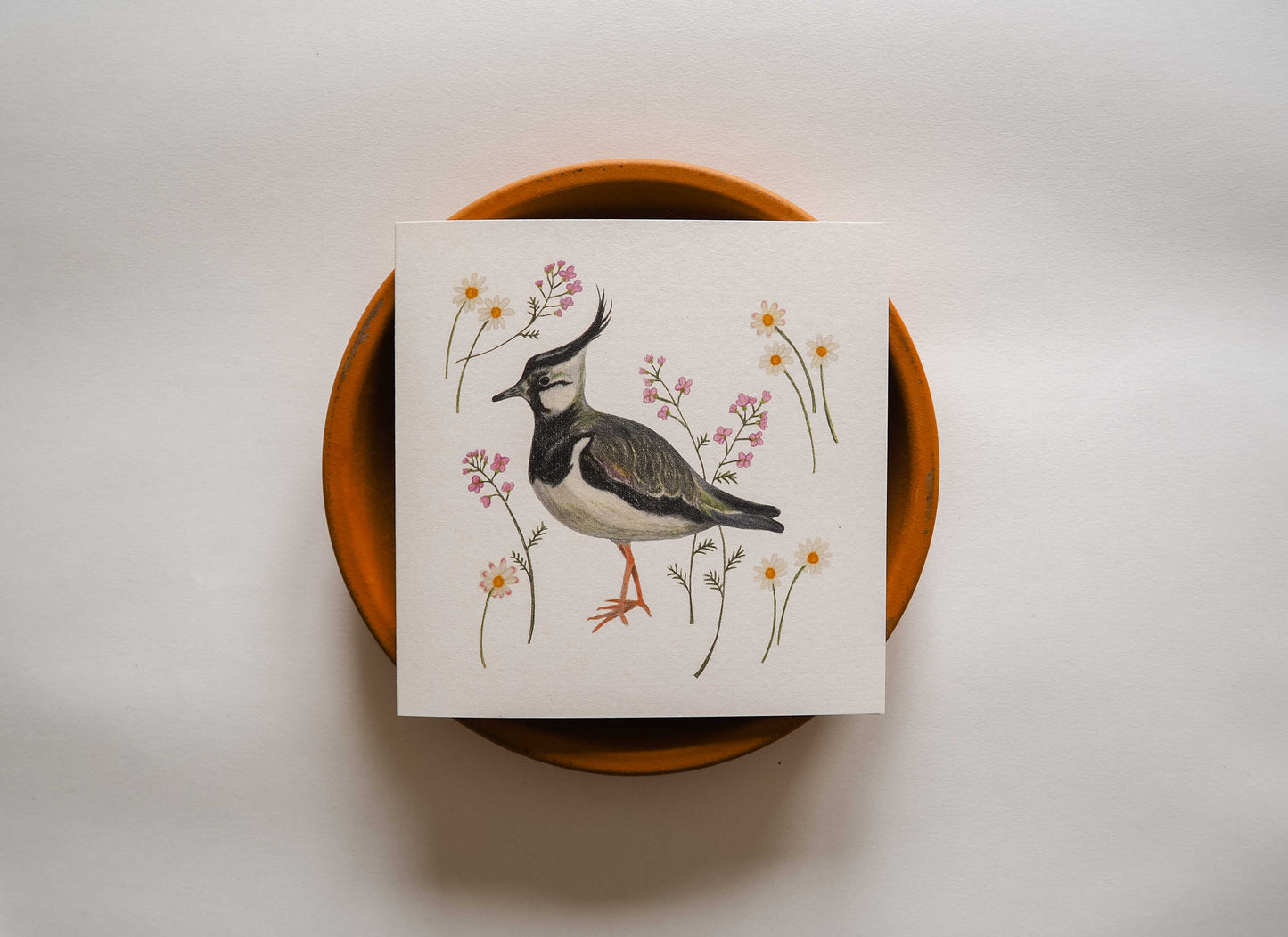 Vogelvriend | Kievit