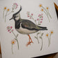 Vogelvriend | Kievit