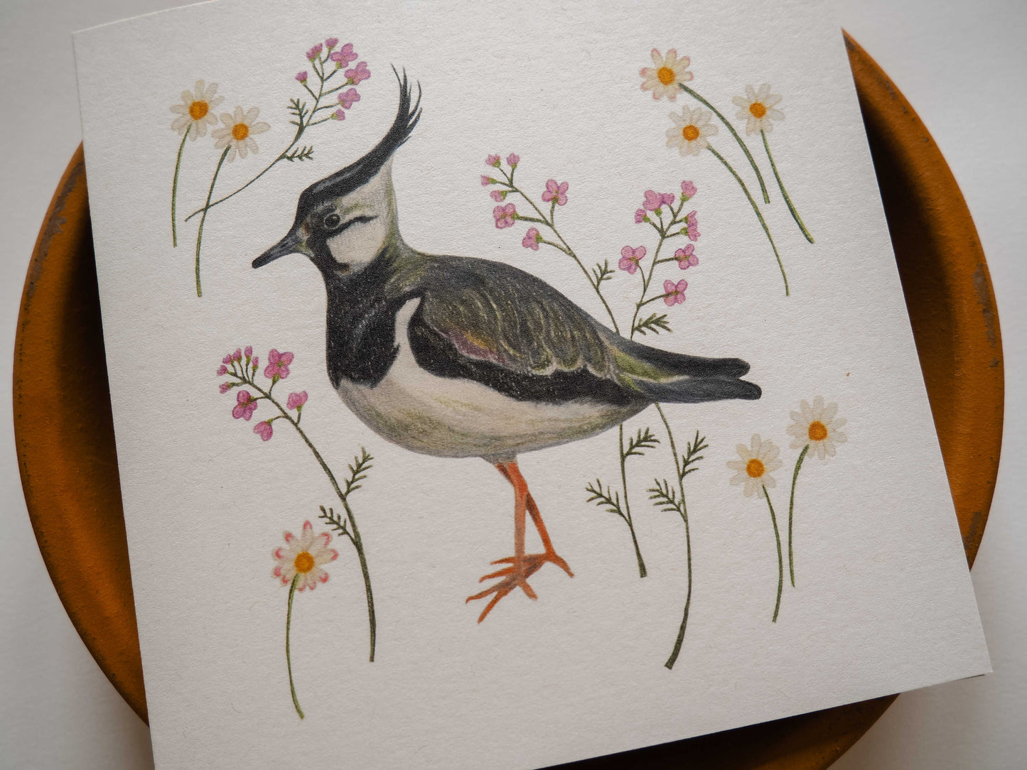 Vogelvriend | Kievit