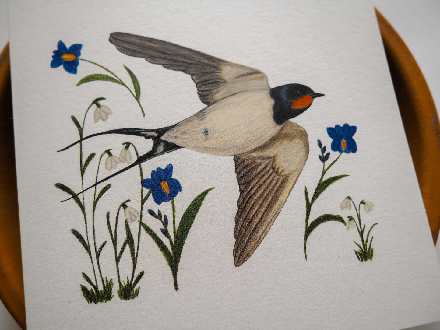 Vogelvriend | Zwaluw