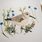 Vogelvriend | Strandloper