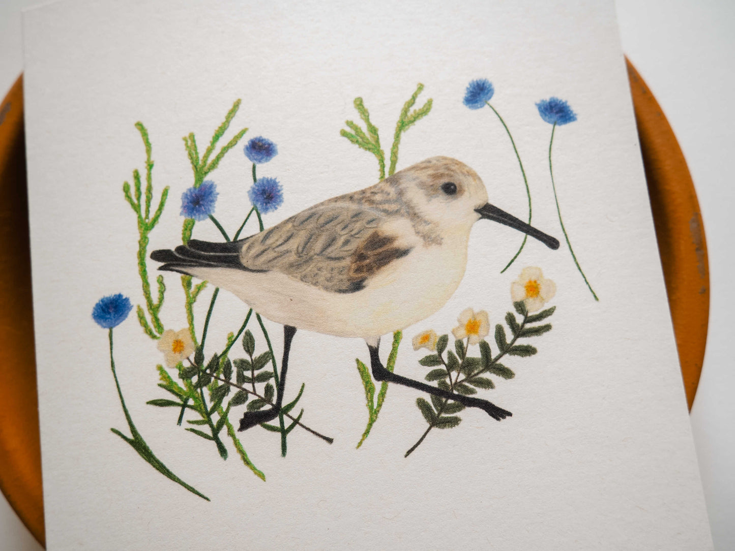 Vogelvriend | Strandloper