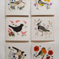 Vogelvriend | Roodborst