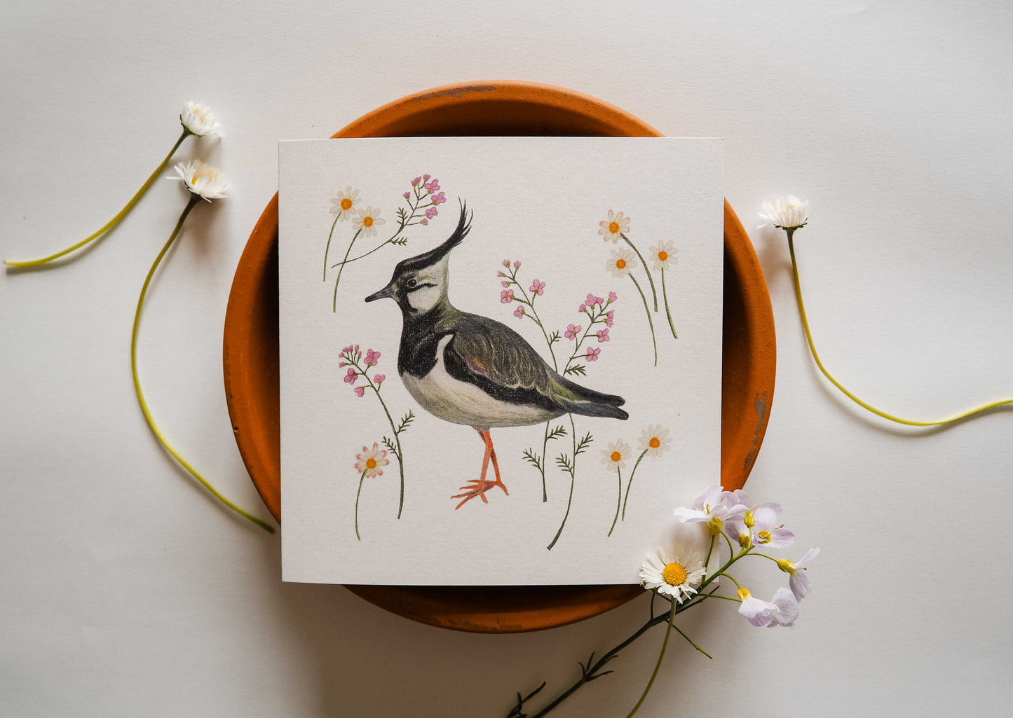 Vogelvriend | Kievit
