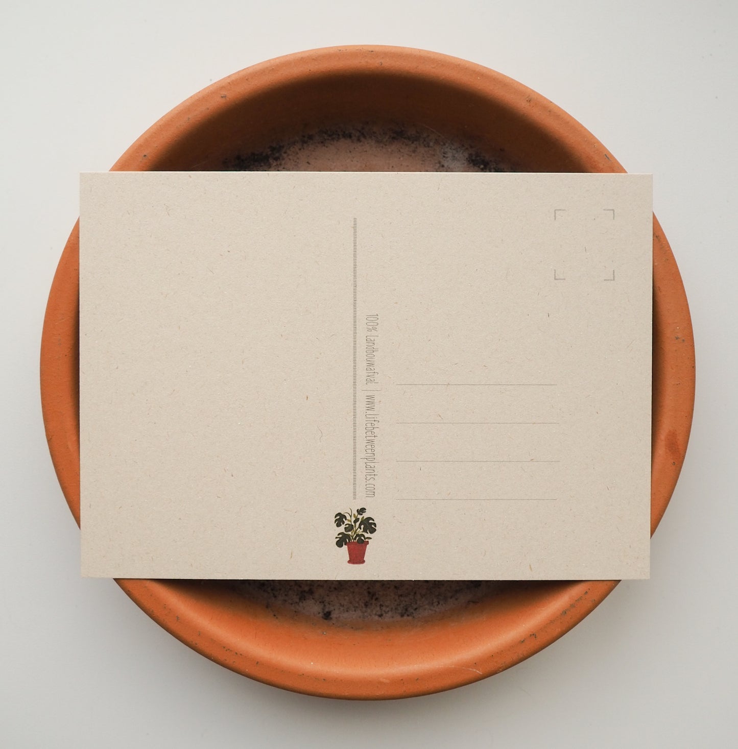 Wenskaart | Happy birthday! - Lifebetweenplants